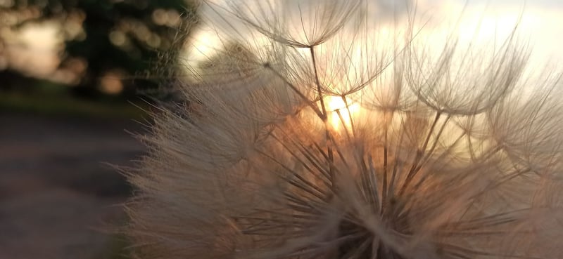 Enchanted Seeds