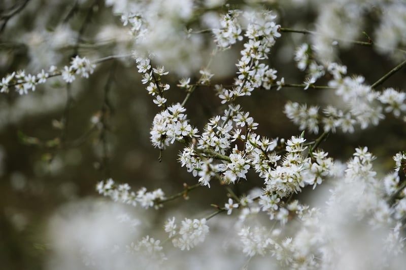 Enchanted Seeds